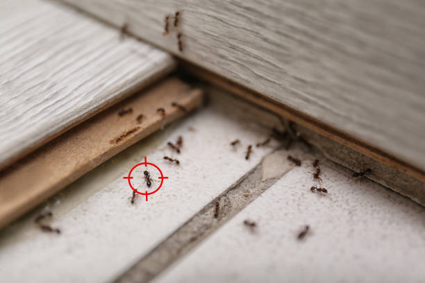 Best Termite Control Services  in Frankford, DE