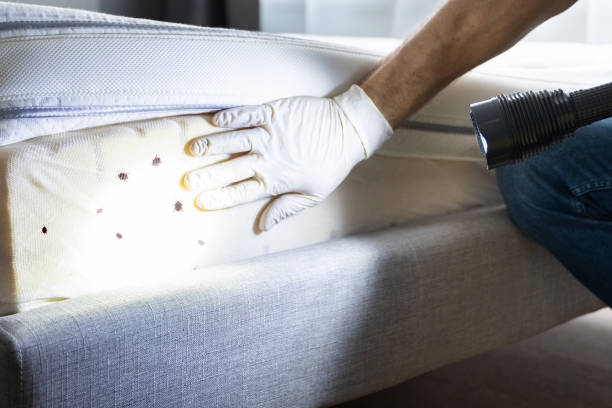 Best Bed Bug Extermination  in Frankford, DE