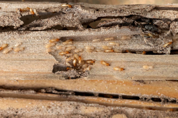 Best Pest Control Near Me in Frankford, DE