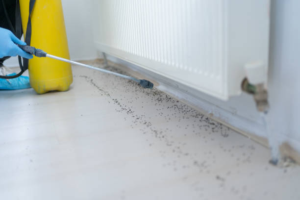 Wasp Removal Services in Frankford, DE